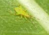 Campyloneura virgula